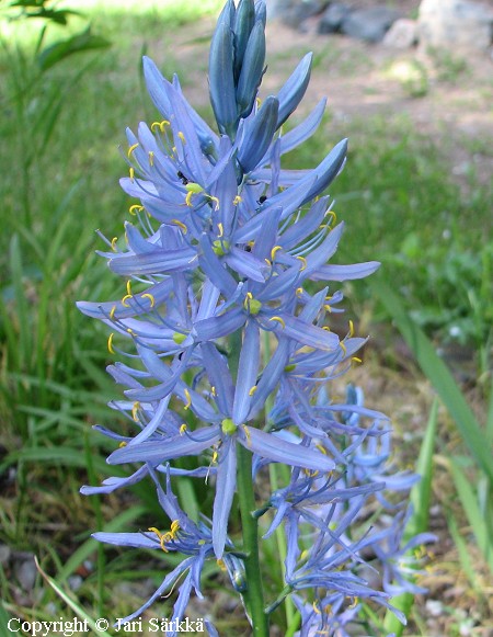 Camassia quamash, isothtihyasintti